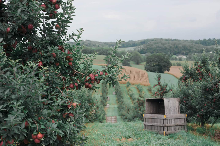 Pumpkin Patches in Akron & Canton